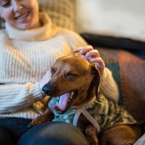 PET TRANSPORT FOR CATS,DOGS,RODENTS,AND OTHER SMALL ANIMALS